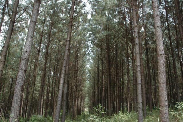 A vespa-da-madeira tem um impacto econômico significativo nas plantações de pinus. (Fonte: L.C. Jaques/Embrapa/Divulgação)