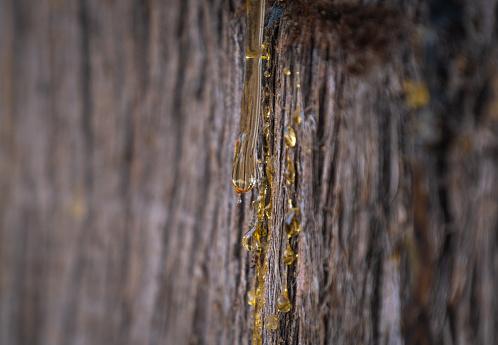 A resina sobre a casca do pinus pode ser um indício da presença da praga. (Fonte: GettyImages/Reprodução)