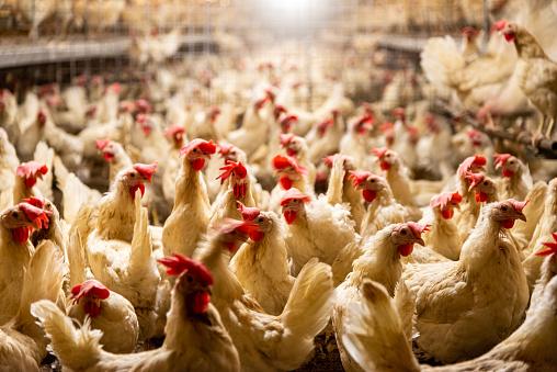 Exportações de cortes e aves inteiras estão em alta no BRasil, já que muitos países tiveram drásticas reduções de animais em granja. (Fonte: GettyImages/Reprodução)
