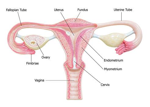 O colo do útero é a parte inferior do útero que se conecta à vagina (do inglês, cérvix)