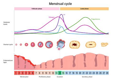 O ciclo menstrual envolve as fases folicular, ovulatória e lútea