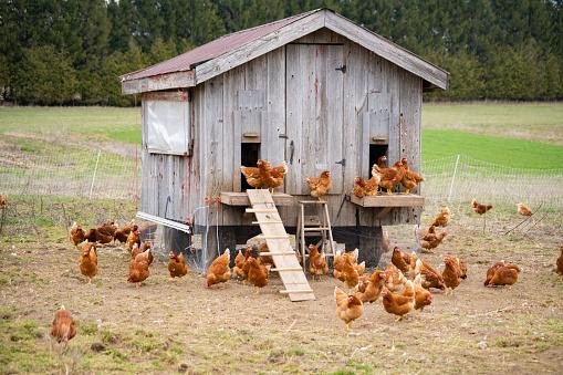 O galinheiro deve ser montado longe da umidade para prevenir doenças nas aves. (Fonte: GettyImages/Reprodução)