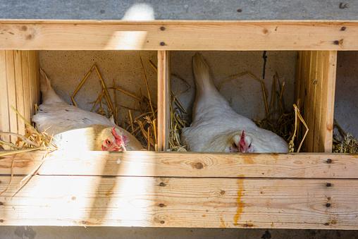 Os ninhos devem oferecer conforto e segurança para as galinhas realizarem a postura de ovos. (Fonte: GettyImages/Reprodução)
