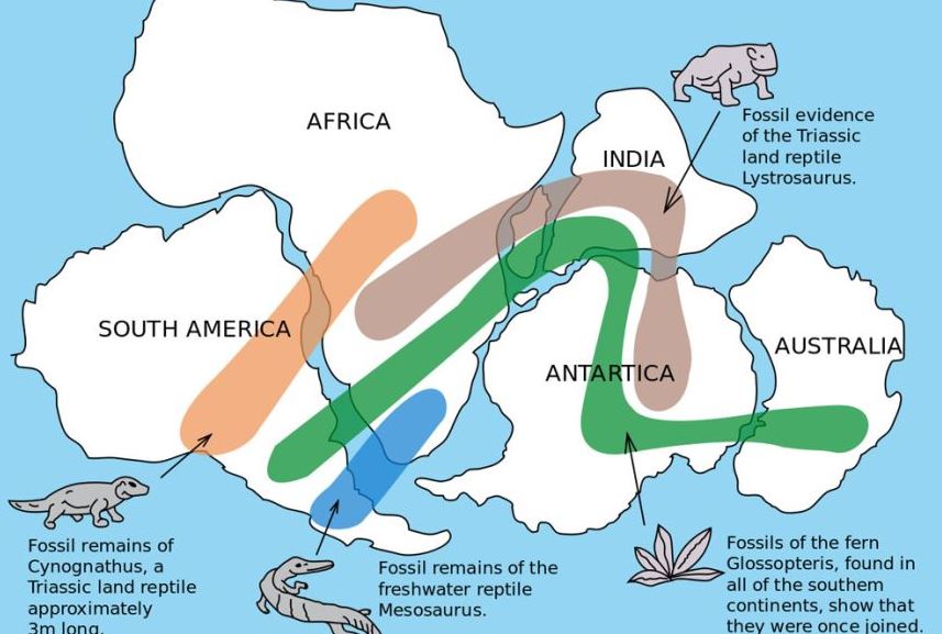 Wegener also saw evidence of Pangea in fossils of similar or identical plants and animals observed on different continents.