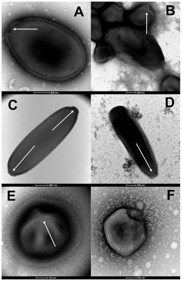 A. Pandoravirus yedoma;  B. Pandoravirus mammoth;  C. Cedratvirus lena;  D. Pithovirus mammoth;  E. Megavirus mammoth;  F. Pacmanvirus lupus.
