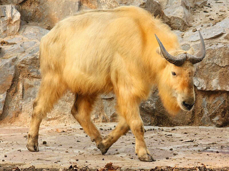 Takin-dourado em zoológico da China. (Fonte: WikimediaCommons/Reprodução)