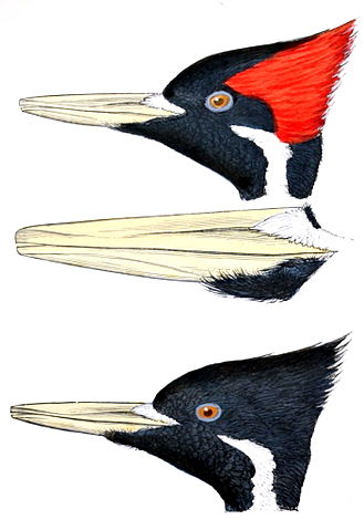 Detalhes da pluma e bico do Campephilus principalis. (Fonte: WikimediaCommons/Reprodução)