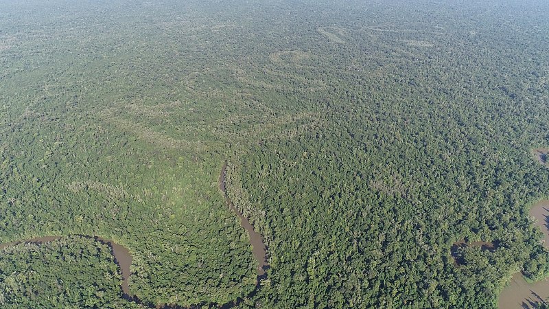 Floresta na Louisiana onde o pica-pau-bico-de-marfim teria sido avistado entre 2005 e 2008. (Fonte: WikimediaCommons/Reprodução)