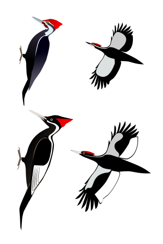 Representações do pica-pau-bico-de-marfim. (Fonte: WikimediaCommons/Reprodução)