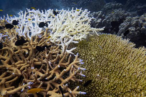 Um coral que sofreu branqueamento parcial. (Fonte: GettyImages/Reprodução)