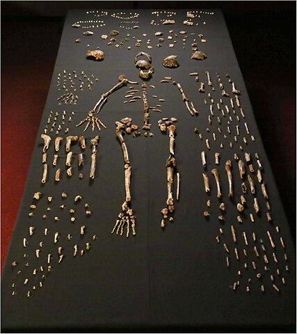 Exposição de ossos do Homo naledi. (Fonte: WikimediaCommons/Reprodução)