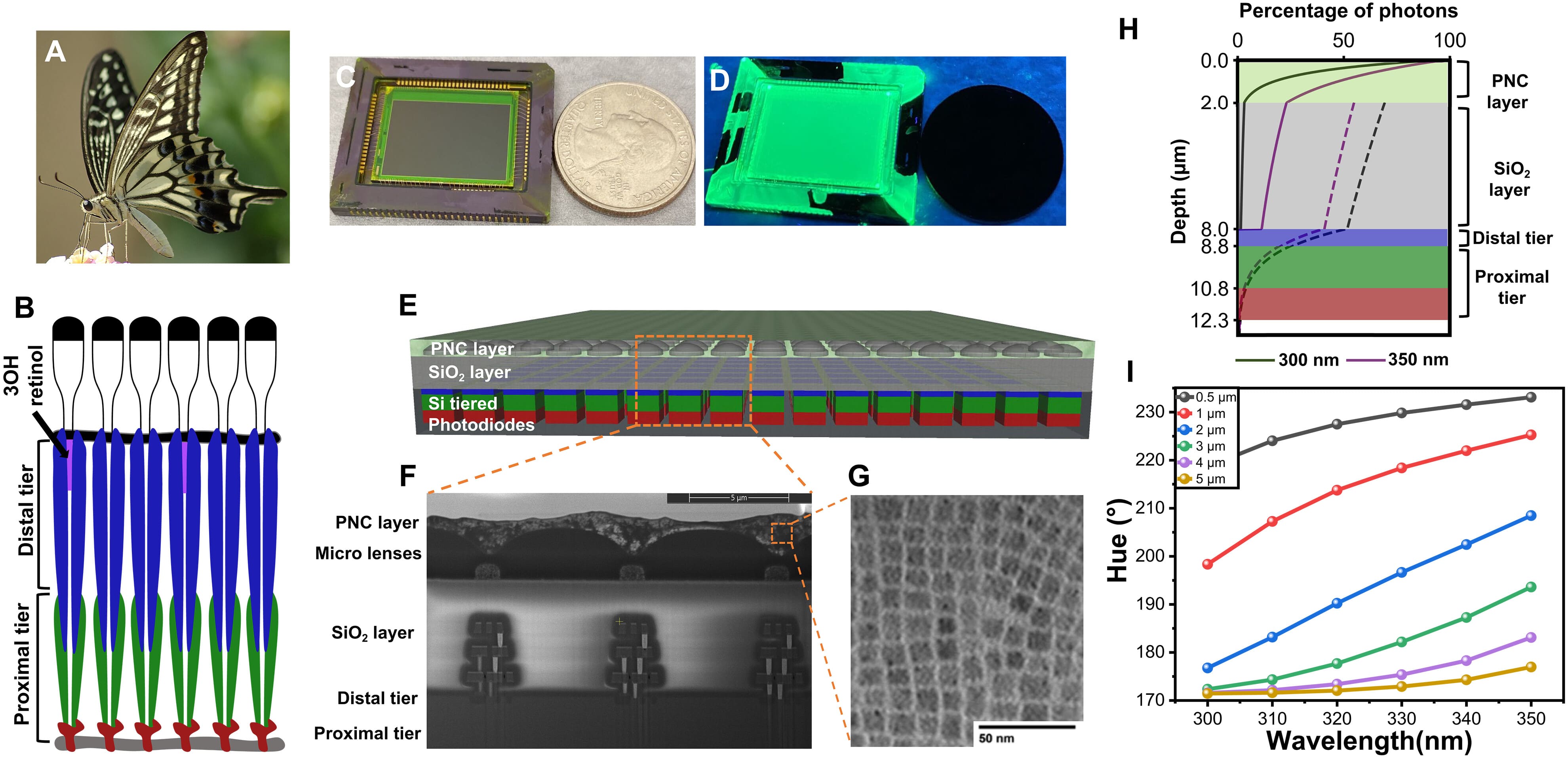 Schematic of the sensor developed by the research team.