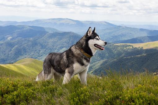 Husky Siberiano é uma das raças de cães que mais se assemelham aos lobos (Fonte: Getty Images/Reprodução)