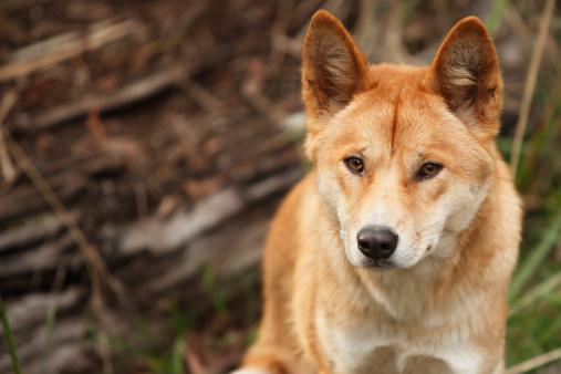 Por mais que aparente ser um dos nossos simpaticos caramelos, os Dingos na verdade são exímios predadores selvagens (Fonte: Getty Images/Reprodução)