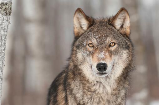 Lobos são maiores e mais pesados que cães, além de geralmente terem olhos amarelados (Fonte: Getty Images/Reprodução)