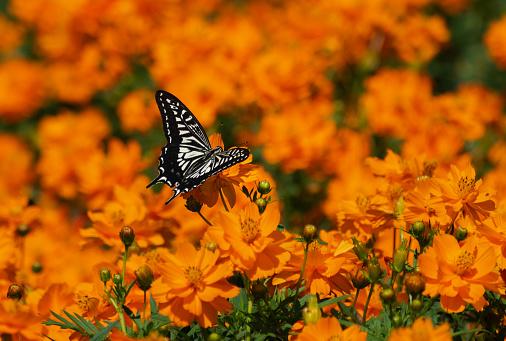 A borboleta escolhida foi a Papilio xuthus, por sua capacidade de enxergar a luz UV.