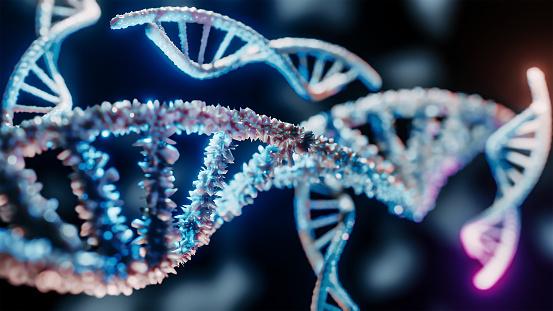 Os resultados têm implicações importantes para o estudo da pluripotência ingênua dos primatas e da engenharia genética de primatas não humanos.