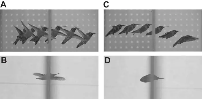 Figuras A e B mostram o voo lateral. Figuras C e D mostram o voo "bala". (Fonte: Marc Badger/University of California/Reprodução)