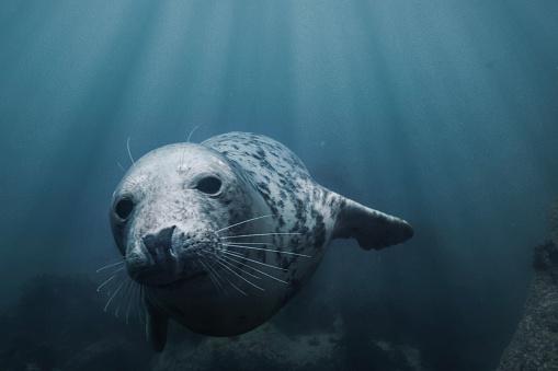Animais marinhos auxiliaram no mapeamento das águas e mergulharam em áreas que eram mais de mil metros mais profundas que o esperado. (Fonte: Getty Images/Reprodução)