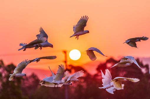Estudo reuniu evidências das rotas de aves migratórias que habitavam a Austrália há 120 milhões de anos. (Fonte: Getty Images/Reprodução)