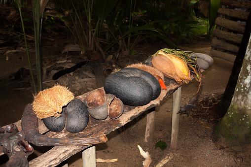Sementes de coco-do-mar em diferentes fases de amadurecimento. (Fonte: Getty Images / Reprodução)