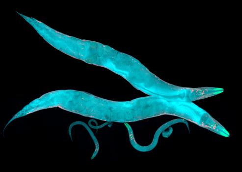 Caenorhabditis elegans. (Fonte: Getty Images / Reprodução)