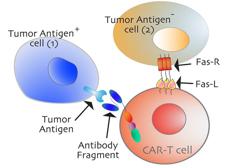 An antigen-negative tumor cell, shown in gold on the right, is destroyed by Fas-mediated “collateral” death. 