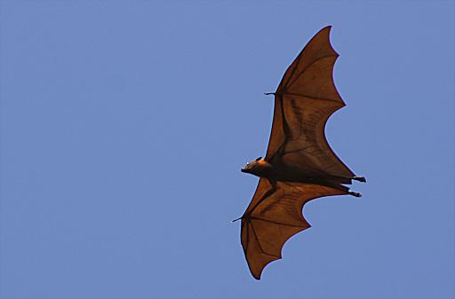 Alguns especialistas são capazes de acompanhar a vida dos morcegos em ambientes urbanos. (Fonte: GettyImages/Reprodução)