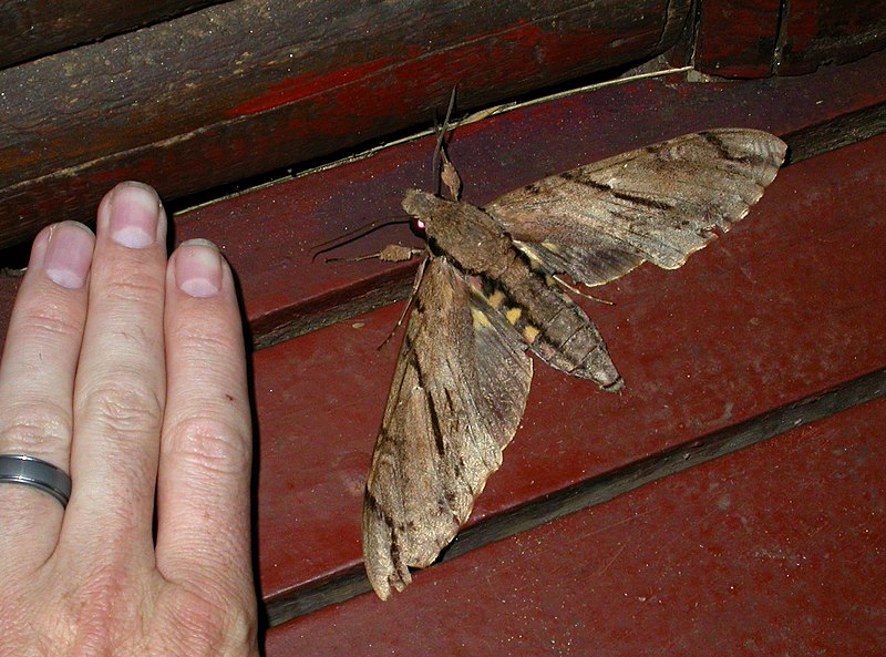 Comparação do tamanho da mariposa com uma mão humana. (Foto: Wikimedia Commons)