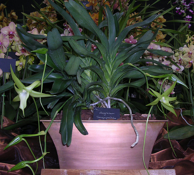 A orquídea de Darwin tem um canal de polén que chega a 30 centímetros. (Foto: Wikimedia Commons)