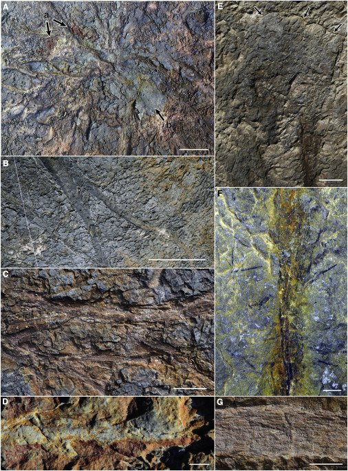 Detalhes das raízes fossilizadas do Archaeopteris. (Fonte: Stein et al. / Current Biology)