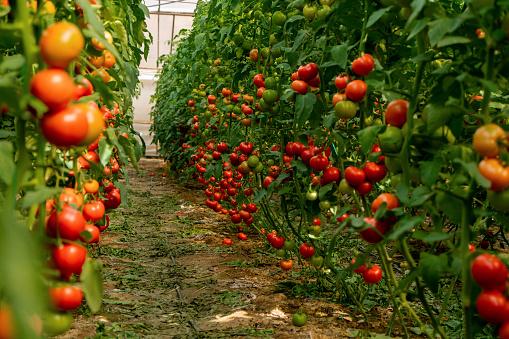 O tomate é um dos alimentos com forte sabor umami. (Fonte: GettyImages)