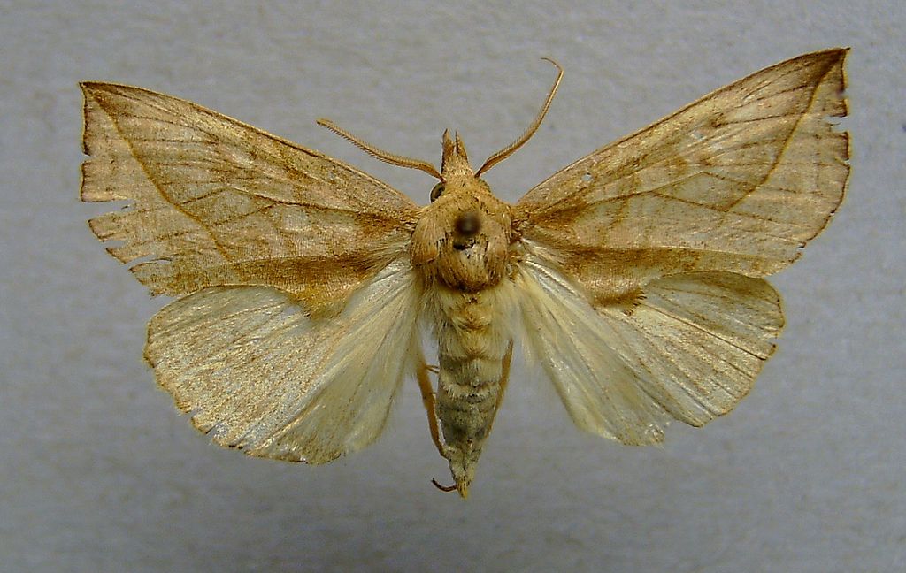 Mariposa-vampira. (Foto: Wikimedia Commons)