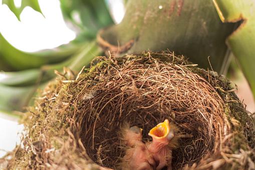 Pássaros também são espécies altriciais. (Fonte: Getty Images)