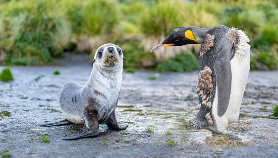 A Geórgia do Sul é local de reprodução de focas e pinguins. (Fonte: GettyImages)