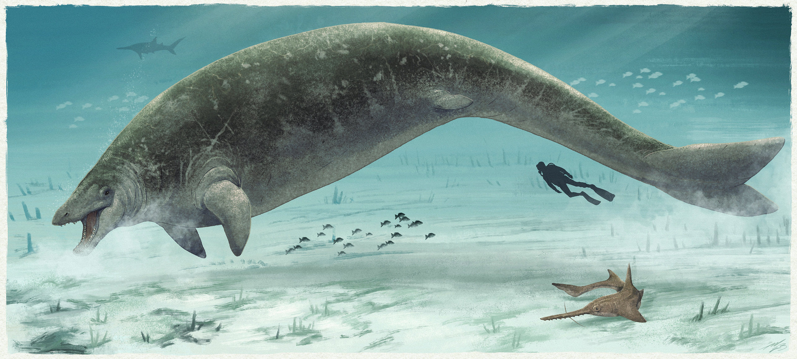 Representação da baleia pré-histórica. (Imagem: Adamworks)