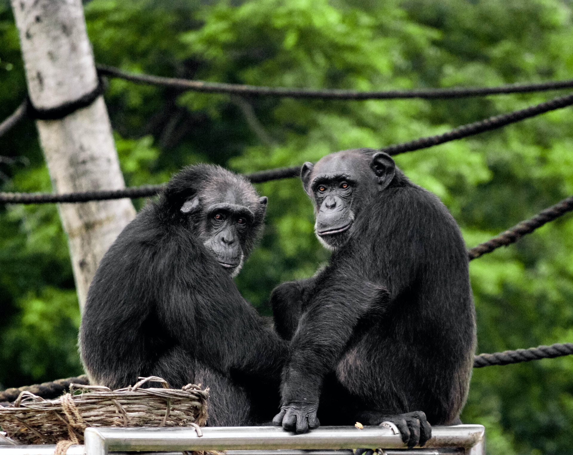 Menopausa da chimpanzé ocorre por volta dos 50 anos. (Foto: Unsplash)
