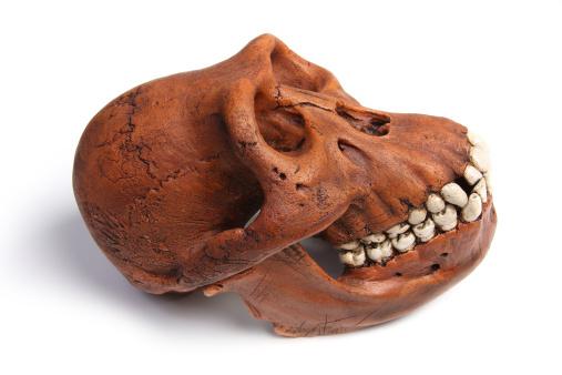 Mandíbula poderosa do Australopithecus afarensis. (Fonte: Getty Images / Reprodução)