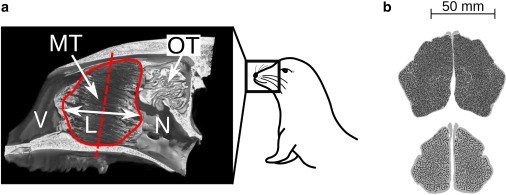 Estrutura óssea da cavidade nasal das focas do Ártico. (Fonte: Biophysical Journal / Reprodução)