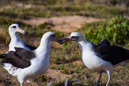 Assim como ocorre com outros animais, os albatrozes costumam fazer a dança do acasalamento na busca por parceiro. (Fonte: GettyImages/ Reprodução)