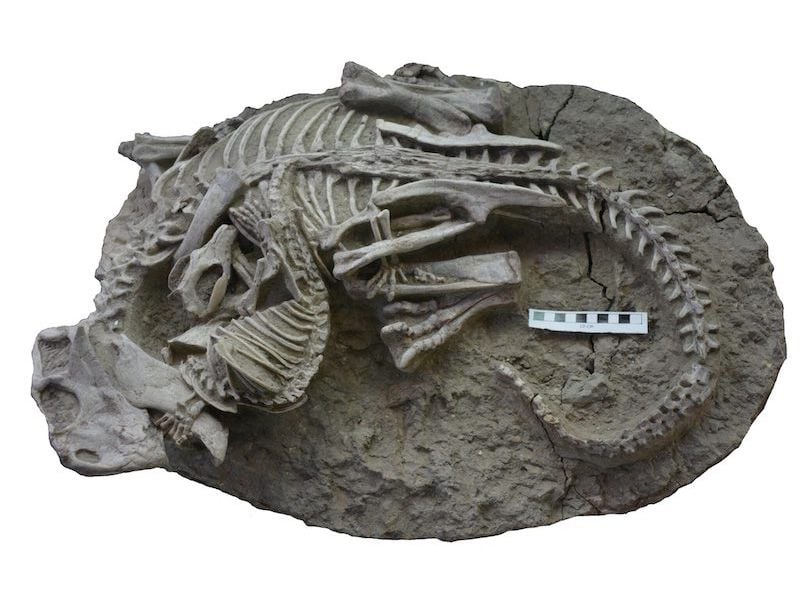 Fóssil bem preservado mostrou a duelo mortal entre os animais. (Imagem: GANG HAN/EurekAlert )