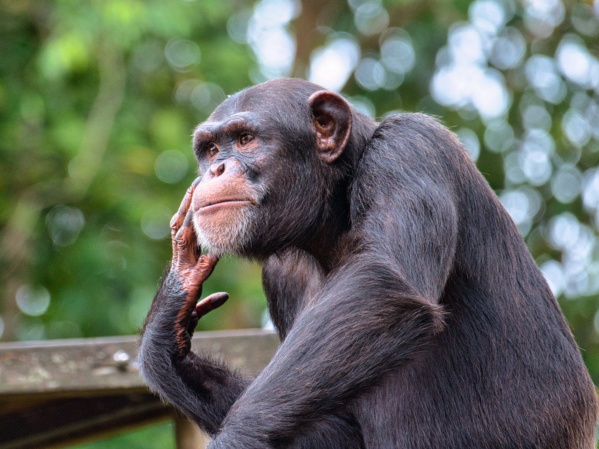 Chimpanzés se lembram de rostos mesmo após vários anos, aponta estudo (Fonte: Pexels/Divulgação)