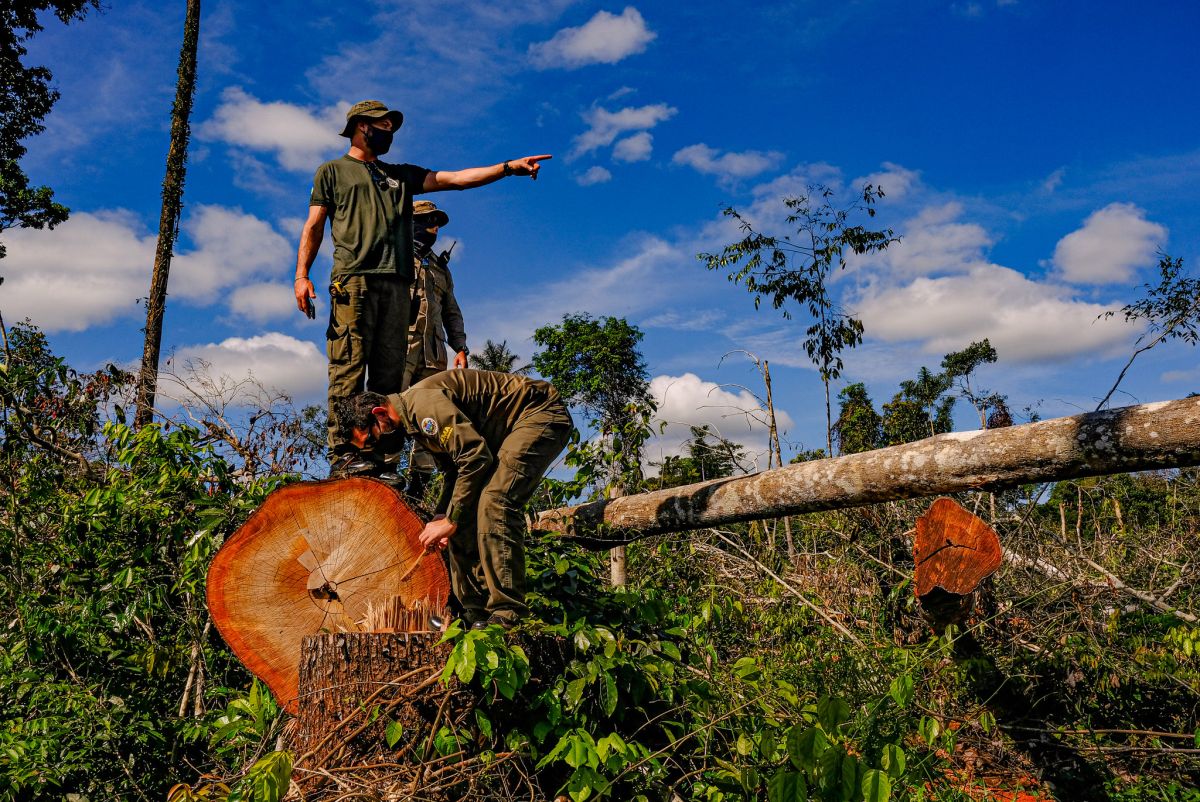 O combate ao desmatamento foi intensificado na Amazônia. (Foto: Fotos Públicas)