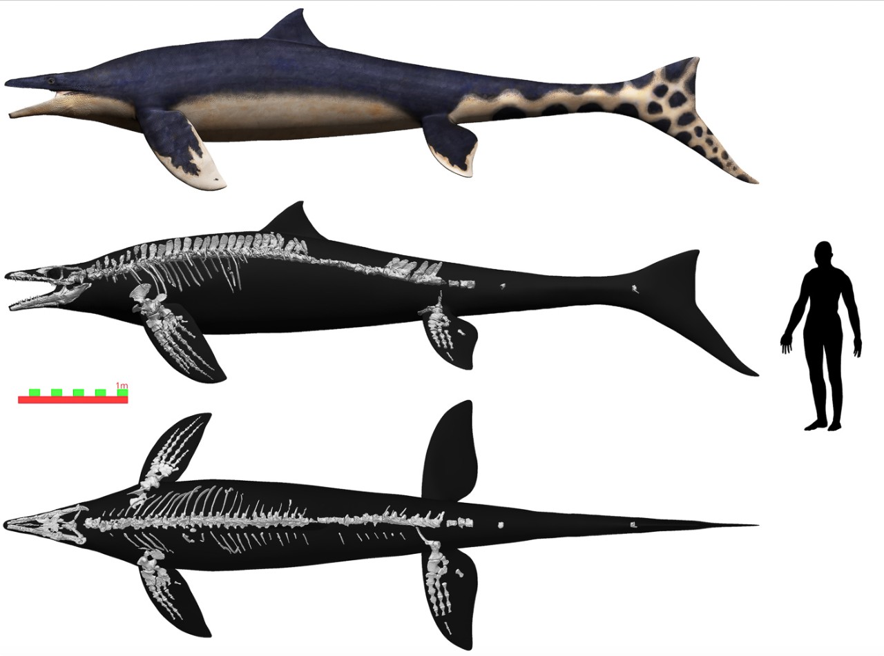 O "Dragão Azul" tinha o tamanho próximo ao de um tubarão-branco e era também um grande predador. (Fonte: Universidade de Cincinnati - Takumi/ Divulgação)