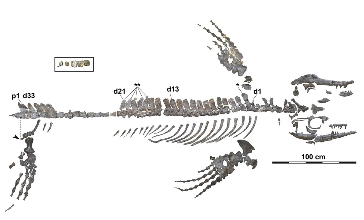 Fósseis do Wakayama Soryu indicam que ele viveu há 72 milhões de anos. (Fonte: Universidade de Cincinnati - Takuya Konishi/ Divulgação)