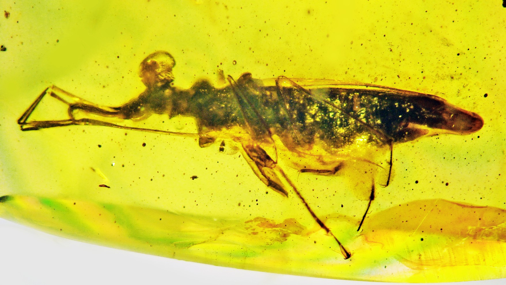 É possível ver na imagem claramente os olhos "esbugalhados" do inseto. (Fonte: George Poinar Jr., Universidade Estadual de Oregon/ Divulgação)