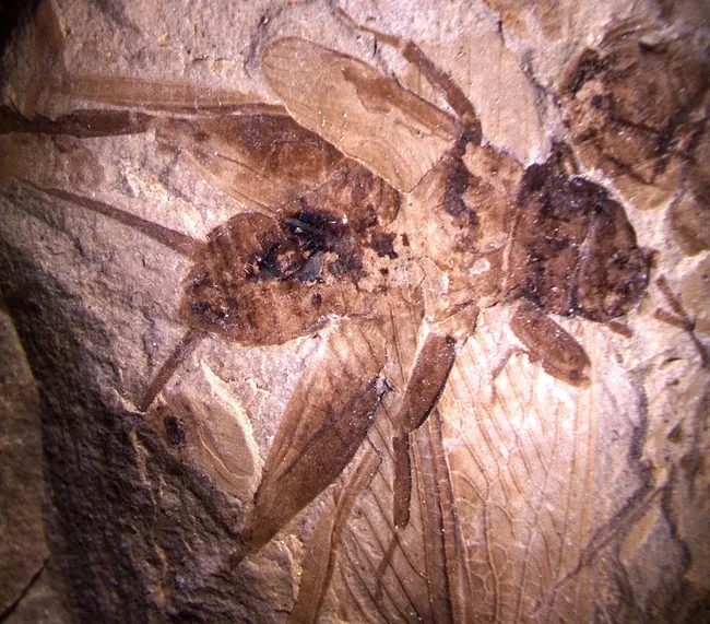Fóssil de grilo preservado que indica que esses insetos possuíam audição ultrassônica. (Fonte: Dena Smith, University of Colorado/ Divulgação)