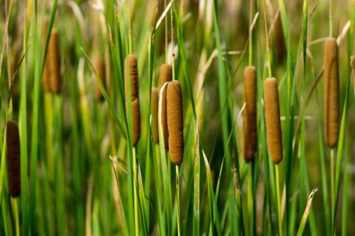 Typha orientalis. (Fonte: Getty Images)