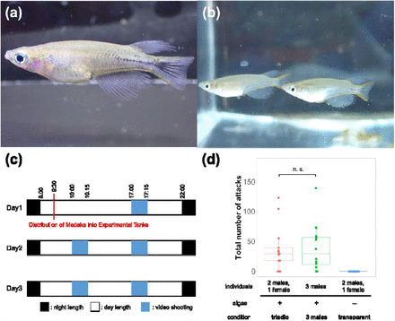 Machos de Oryzias celebensis com manchas enegrecidas (a) e sem manchas (b). Cronograma para os ensaios comportamentais (c) e número de ataques nas diferentes condições experimentais (d). (Fonte: BioRxiv/Reprodução)