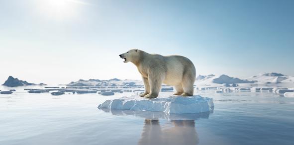 O urso polar habita apenas o Ártico. (Fonte: Getty Images/Reprodução)